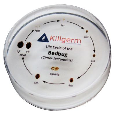 BETTWANZEN-LEBENSZYKLUS