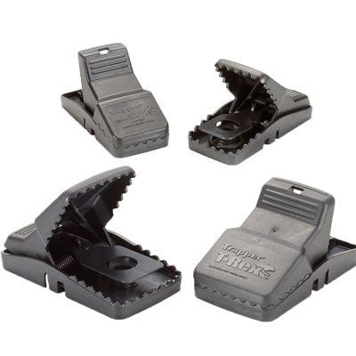 TRAPPER T-REX UND MINI-REX